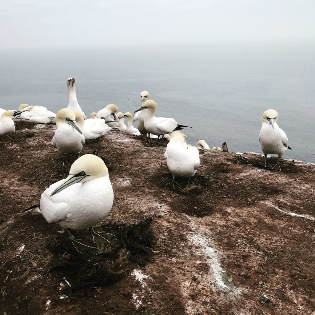 Helgoland, Basstölpel