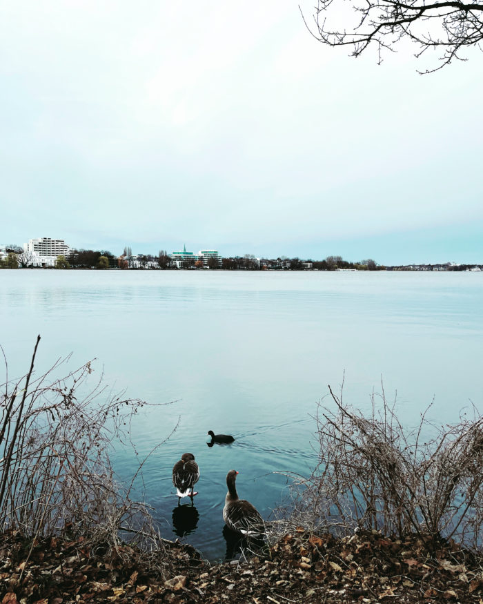 Blick über die graublaue Alster von St. Georg aus, im Vordergund zwei Gänse und ein Blesshuhn. Noch kahle Zweige ragen ins Bild.
