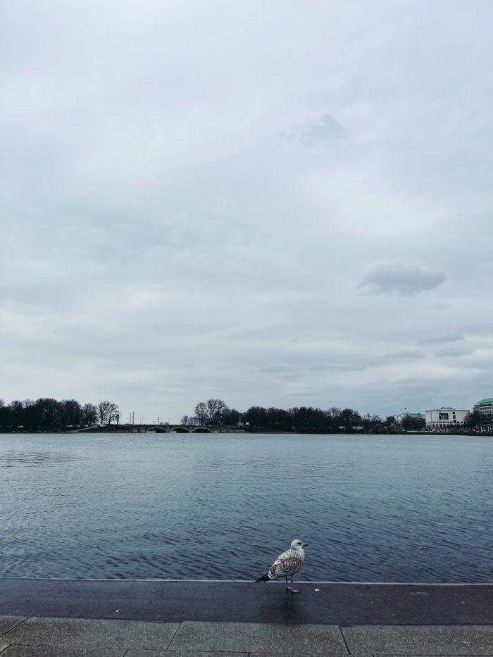Blick über die Binnenalster, im Vordergrund eine Möwe, die am Ufer steht und auf das Wasser sieht