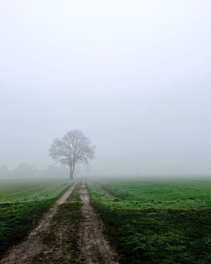 Ein Feldweg im Nebel, im Hintergrund kahle Bäume