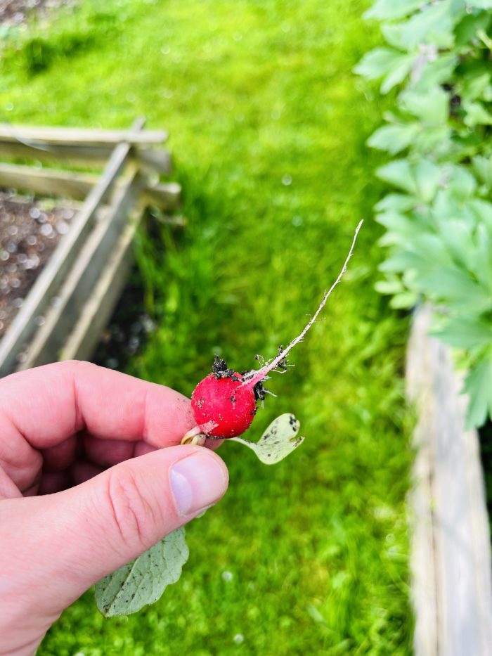Ein noch kleines, frisch geerntetes Radieschen