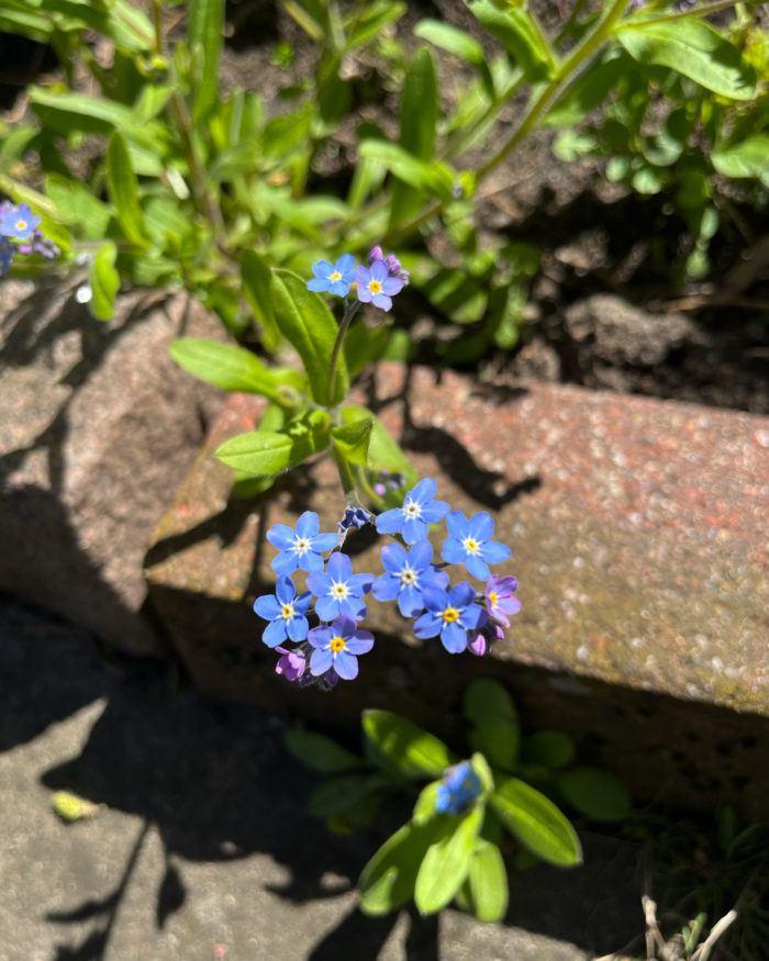 Blühende Vergissmeinnicht in unserem Schrebergarten