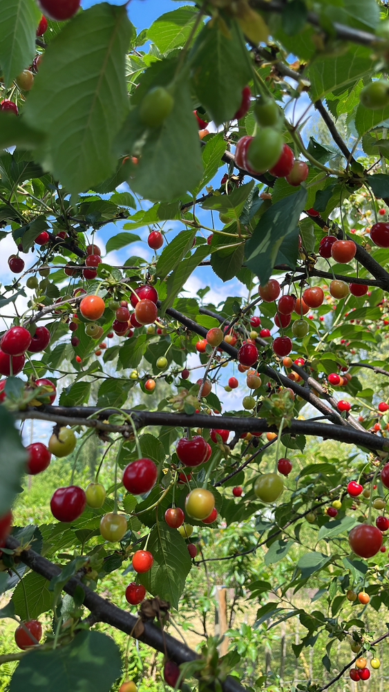 Ein Blick in einen Kirschbaum, rote und gelbe Früchte, viele