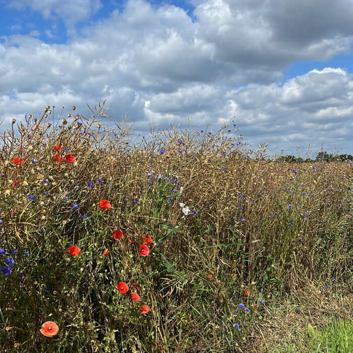 Ein Feldrand mit Mohn- und Kornblumen