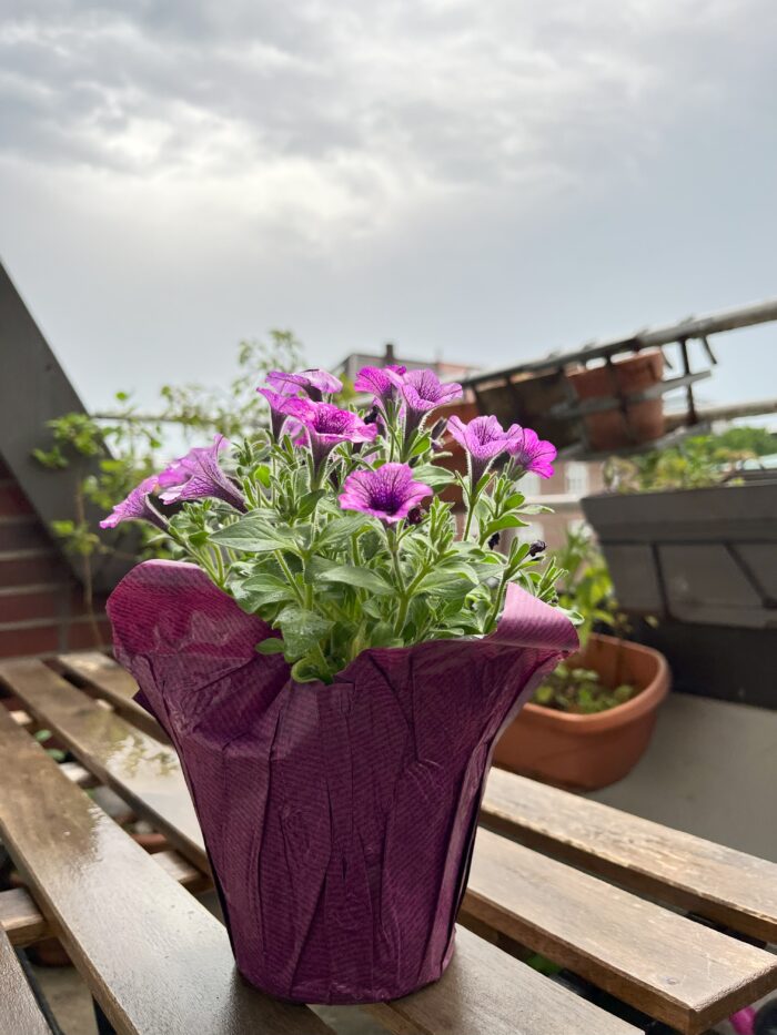 Ein nassgeregneter Blumentopf auf einem Balkon vor grauem Himmel