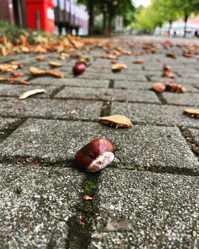 Eine frisch gefallene Kastanie, eine geringe Menge Herbstlaub auf einem Fußweg in Hammerbrook