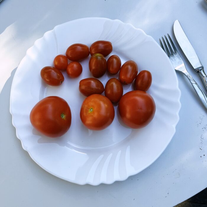 Frisch geerntete Tomaten auf einem weißen Teller