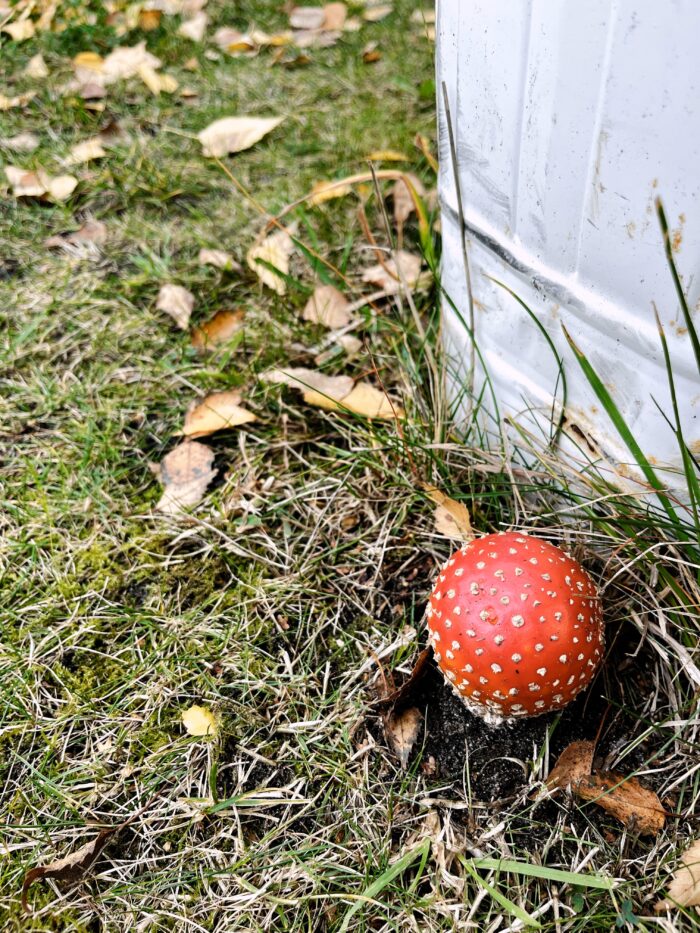 Ein Fliegenpilz im Garten, etwas Herbstlaub daneben