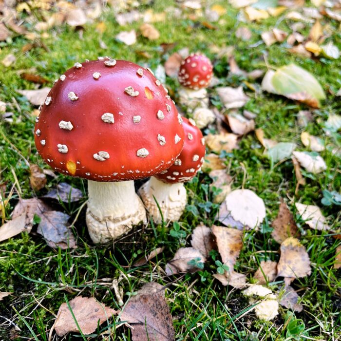 Mehrere schöne Fliegenpilze im Rasen, etwas Herbstlaub