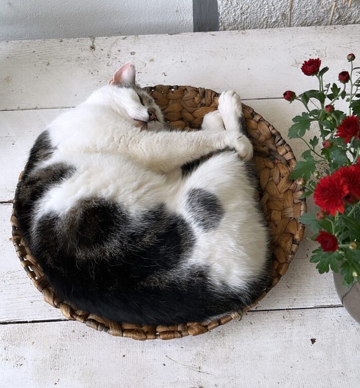 Eine schwarzweiße Katze, in einer Korbschale zusammengerollt