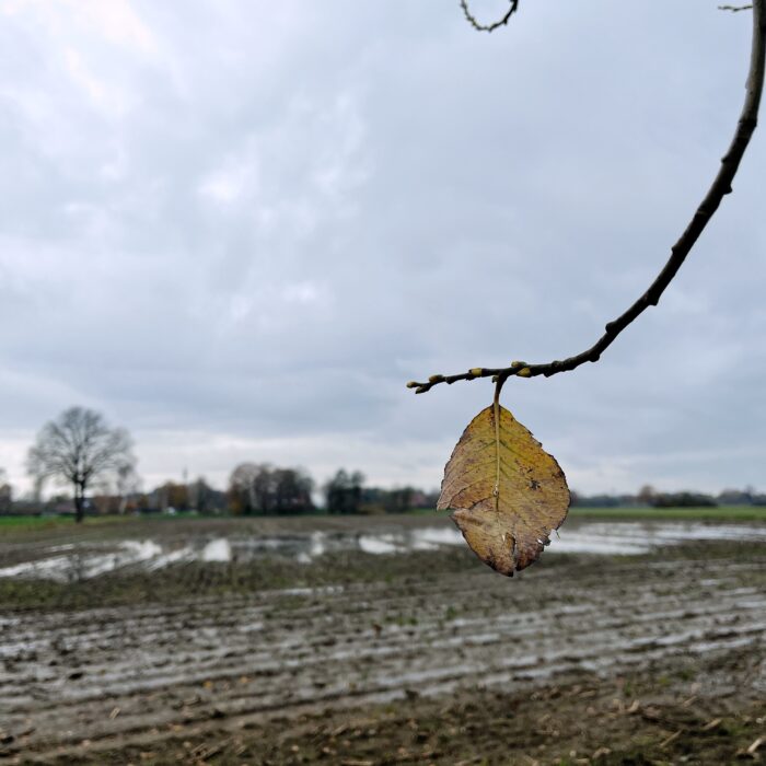 Ein letztes verfärbtes Herbstblatt an einem Zweiglein vor einem unter Wasser stehenden Acker, sehr novembrige Anmutung