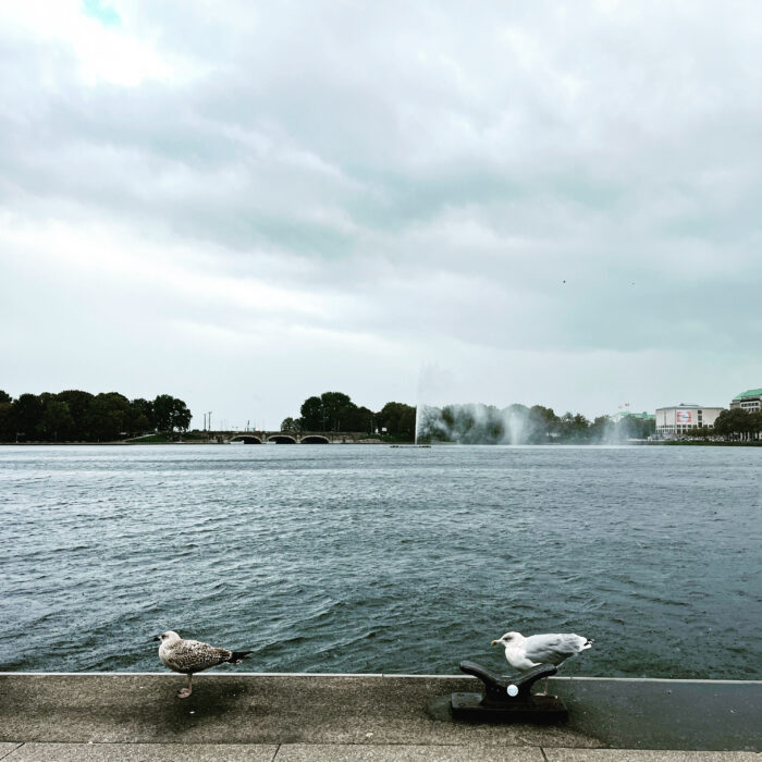 Zwei Möwen am Ufer der Binnenalster, Jungfernstiegseite. Im Hintergrund die Fontäne.