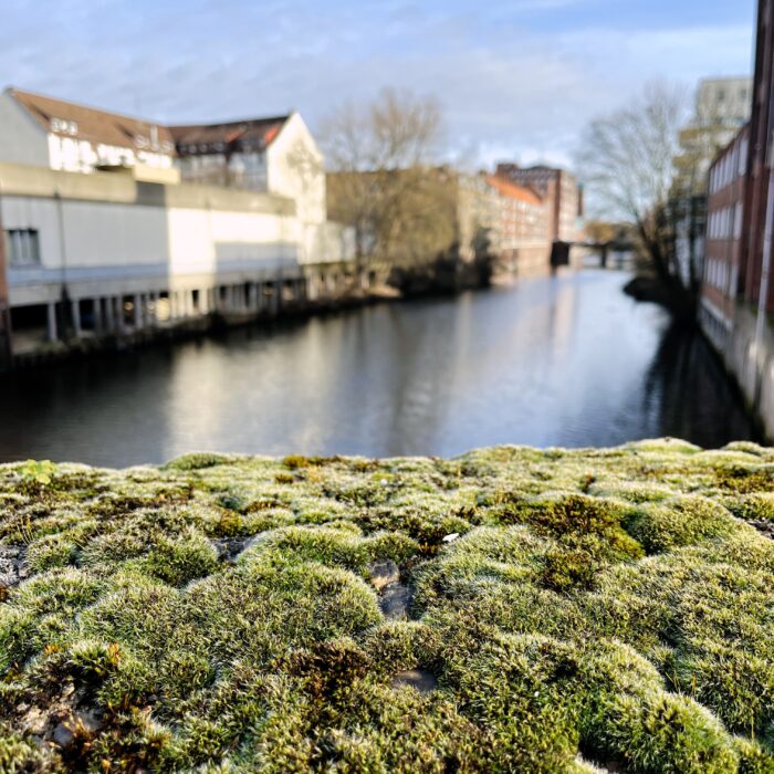 Frischgrünes Moos auf einem Brückengeländer in Hamburg-Hamm