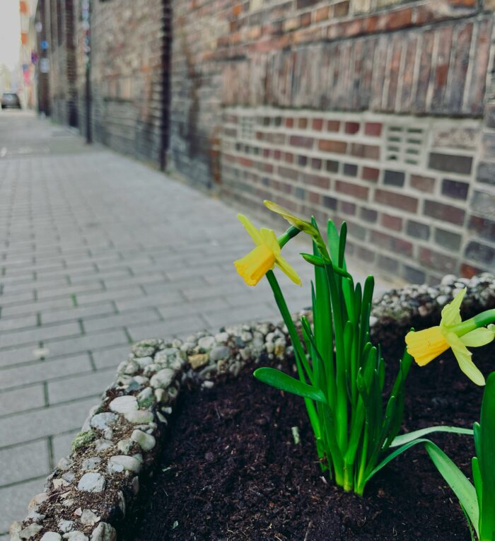 Leuchtend blühende Osterglocken in einem Pflanzbottich am Straßenrand vor Häuserwand und viel Stein