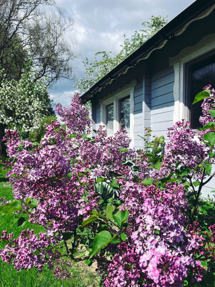 Lilablühender Flieder vor hellblauer Gartenlaube