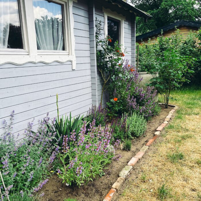Die hellblaue Wand einer Gartenlaube mit blühenden Pflanzen davor, Salbei, Lavendel, Rosen, Katzenminze.