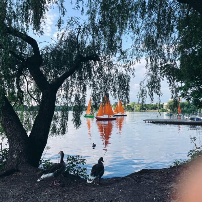 Zwei Gänse am frühabendlichen Ufer der Außenalster, auf der einige Segelboote mit orangefarbenen Segeln zu sehen sind