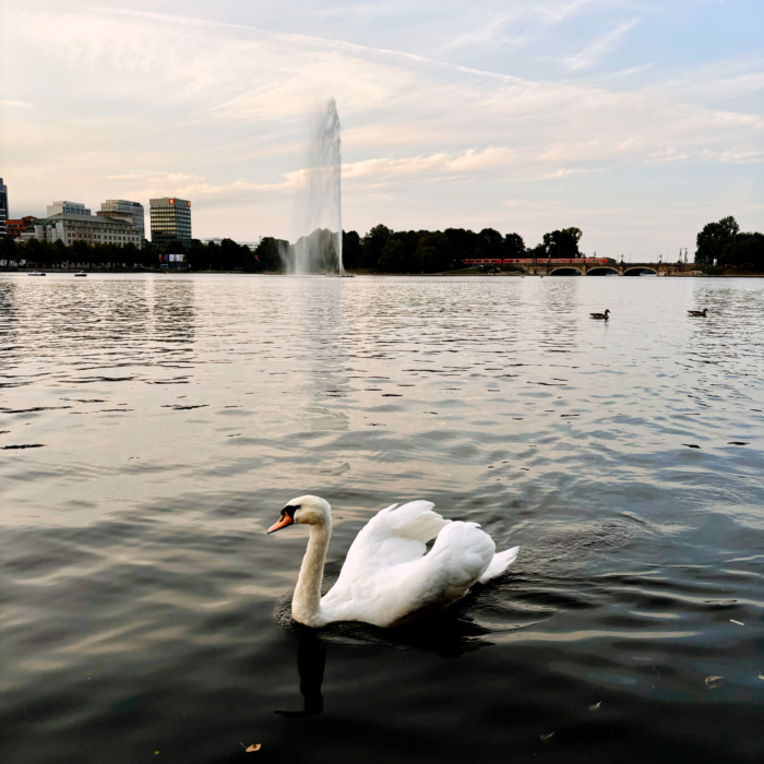 Ein Schwan auf der Binnenalster an einem Sommerabend, goldenes Licht auf dem Wasser