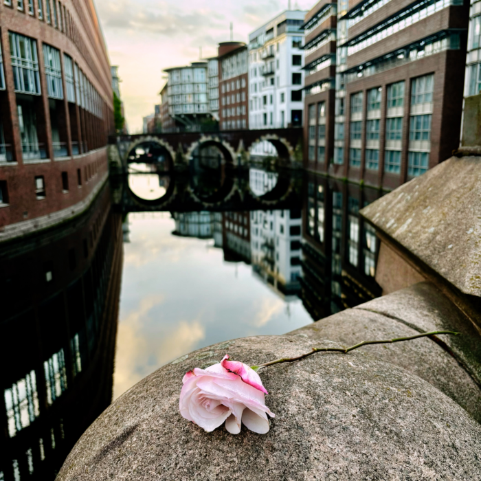 Blick auf den Herrengrabenfleet, im Vordergrund liegt, warum auch immer, eine Rose auf einem Brückenpfeiler