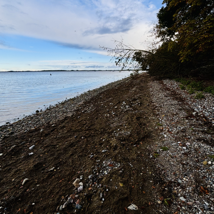 Menschenleerer Strand bei Steinberghaff, ein umgestürzter Baum im Bildschirmhintergrund, der über den Strand hängt