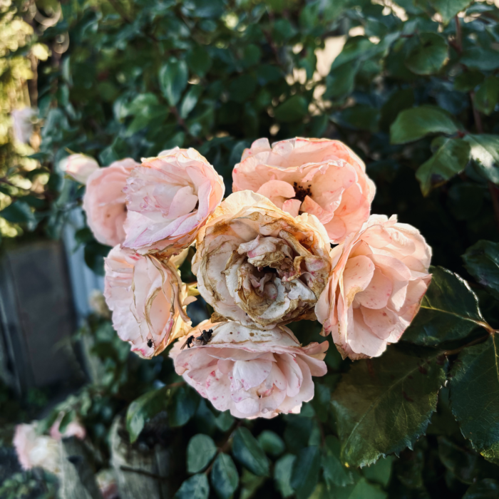 Verblühende Kletterrosen in Rosa