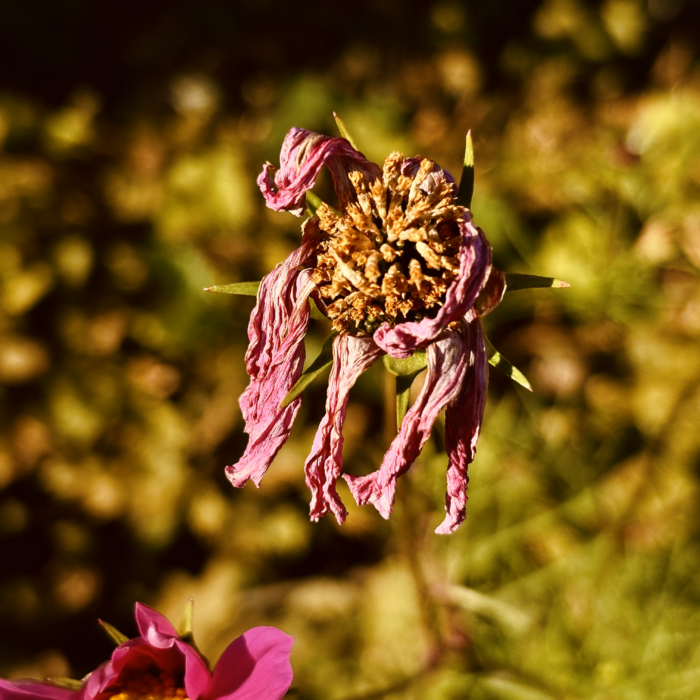 Eine absterbende Blüte in Großaufnahme, hängende Blütenblätter