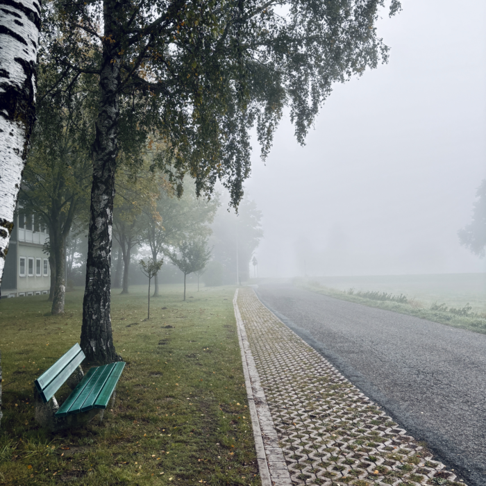 Eine Bank unter Birken an einer Dorfstraße im morgendlichen Nebel