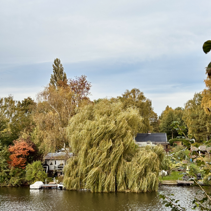 Eine Trauerweide am Bille-Ufer, die Zweige, noch mit grünem Laub, wehen im Wind