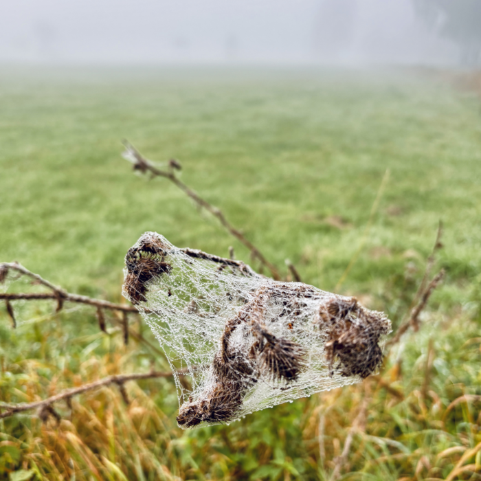 Ein Spinnennetz in einer abgestorbenen Staude, mit morgendlichen Tautropfen daran