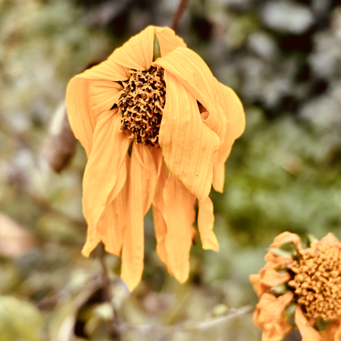 Eine herbstliche Blüte mit hängenden Blütenblättern