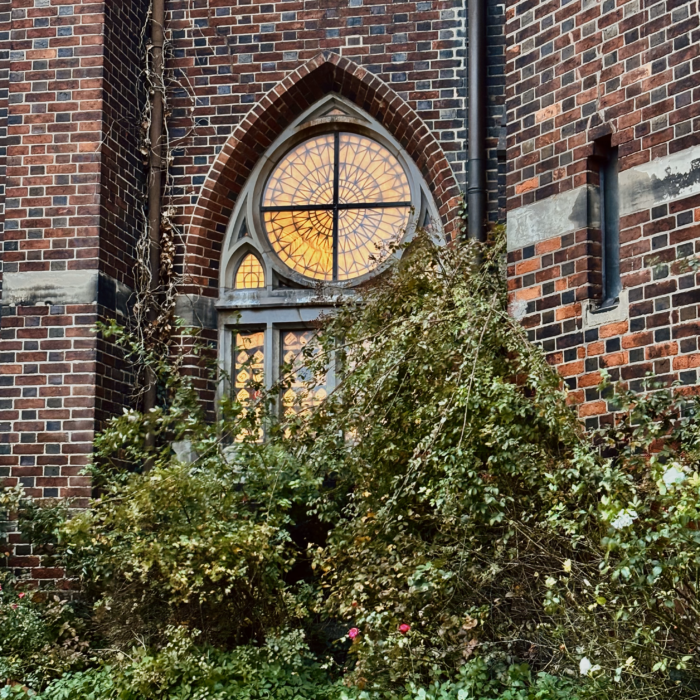 Ein erleuchtetes Fenster von St. Petri, etwas Grün davor, Pflanzen an der Kirchenmauer