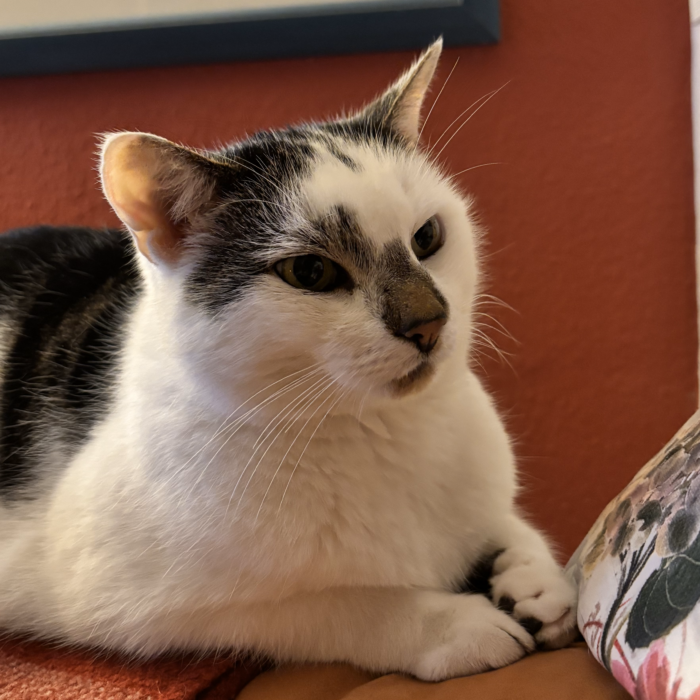 Eine schwarzweiß gefleckte Katze