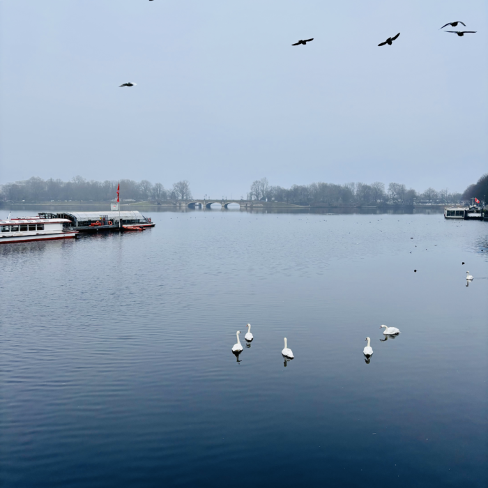 Die Binnenalster vom Jungfernstieg aus, Winternachmittagslicht, diesig, graublau. Schwäne im Wasser, Tauben an Himmel.