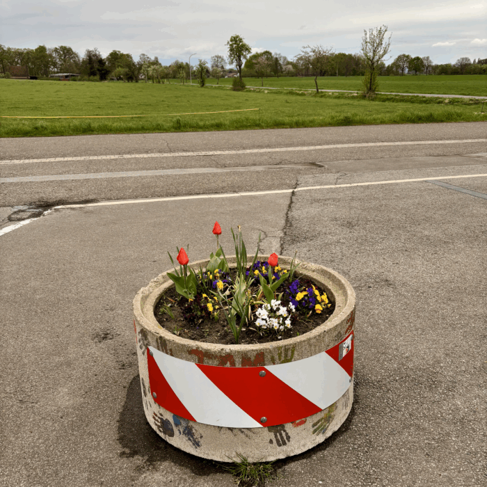 Ein Blumenkübel mit Tulpen darin vor freiem Feld
