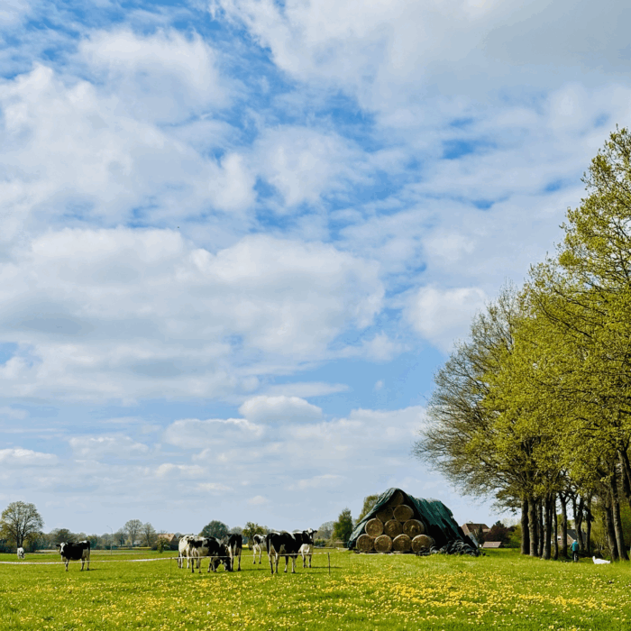 Kühe auf einer Wiese voller blühendem Löwenzahn
