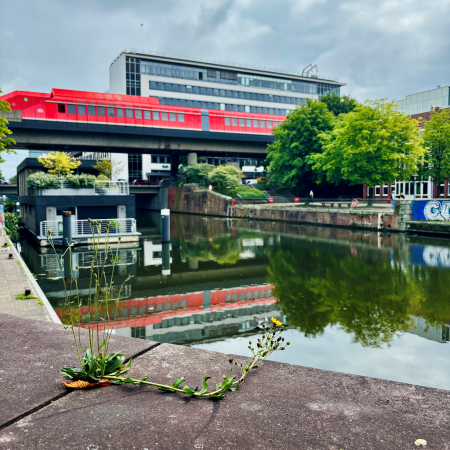 Die S-Bahnstation Hammerbrook, im Vordergrund blühender Huflattich auf der Kaimauer am Kanal