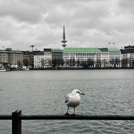 Eine Möwe auf einem Geländer an der Binnenalster, Blick Richtung Fernsehturm