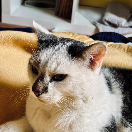 Eine liegende Katze mit einem auffälligen schwarzen Fleck auf der Nase