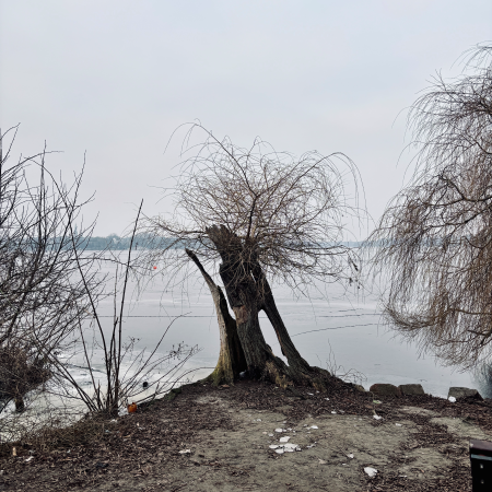 Ein Baumstumpf an der Außenalster