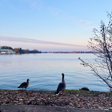 Zwei Gänse am Ufer der Außenalster