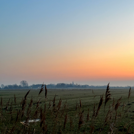 Fennen im Abendlicht