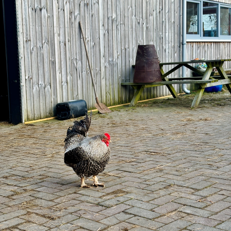 Ein Hahn auf dem Bauernhof