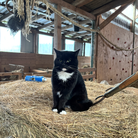 Eine schwarze Katze im Heu