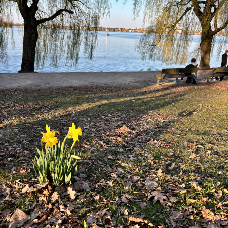 Osterglocken an der Außenalster
