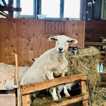 Ein Schaf, das versucht, aus seiner Box im Stall zu klettern