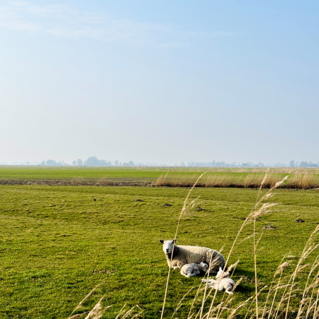 Ein Mutterschaf mit zwei Lämmern auf der Weide