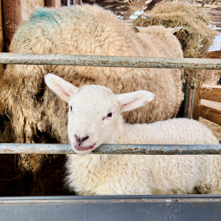 Ein Lamm, schon ein paar Tage alt