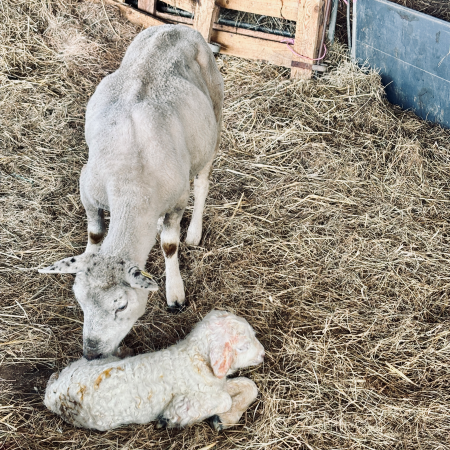 Ein Schaf mit Lamm, gerade geboren