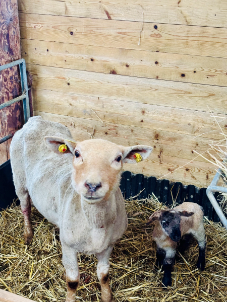 Ein Mutterschaf mit sehr neuem Lamm