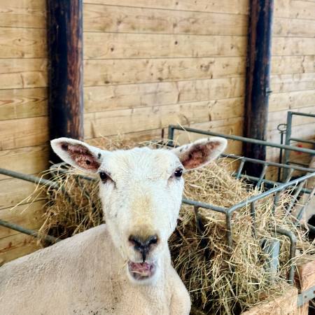 Ein Mutterschafporträt im Stall